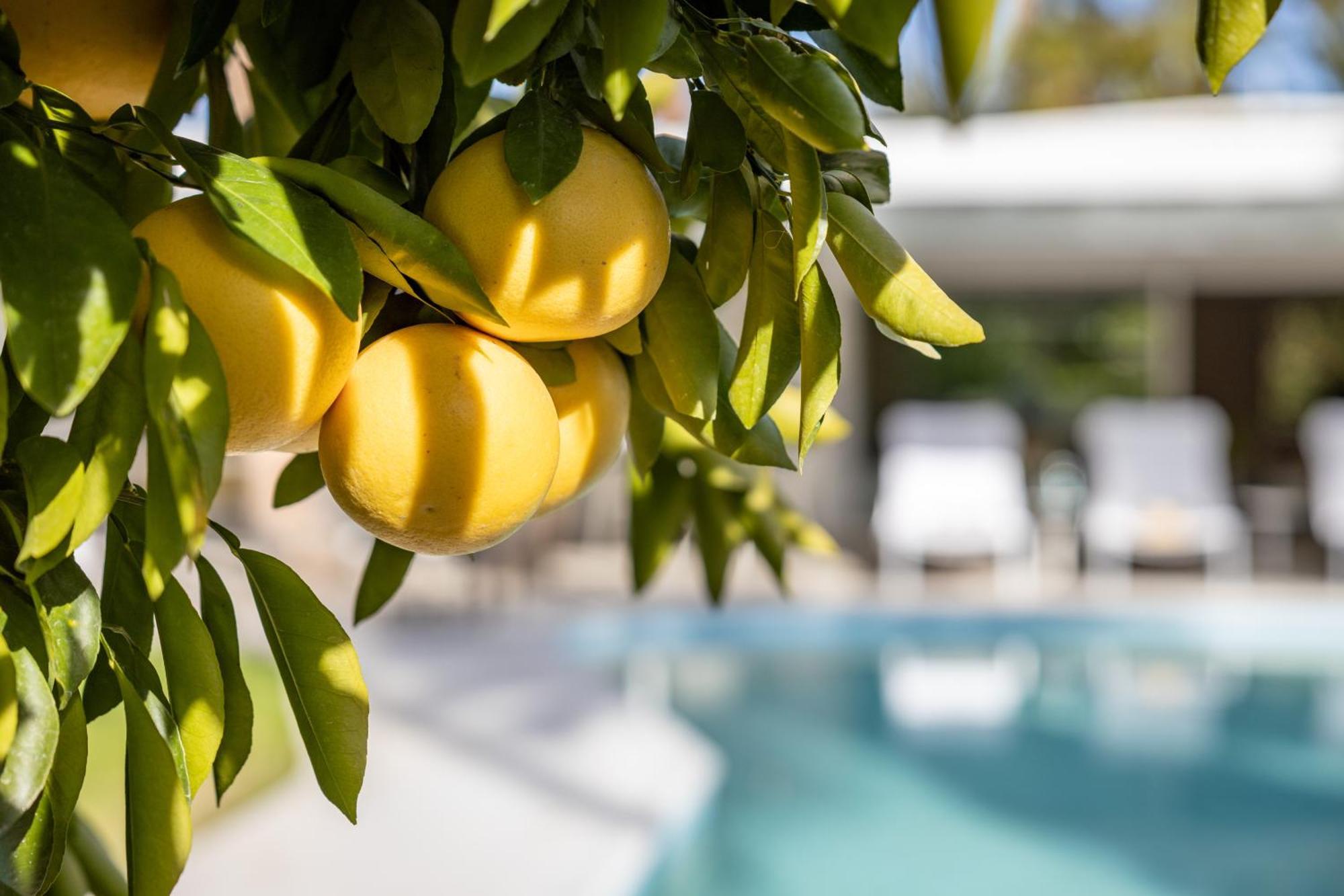 Casa Cactus By Acme House Company Βίλα Παλμ Σπρινγκς Εξωτερικό φωτογραφία